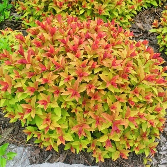 Спирея японская "Голдфлейм" Spiraea japonica 'Goldflame'
