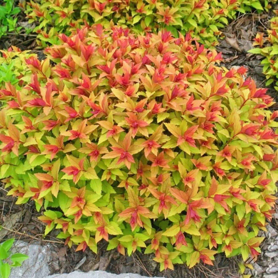 Спирея японская "Голдфлейм" Spiraea japonica 'Goldflame'