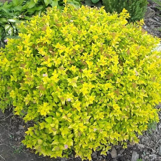 Спирея японская "Голдмаунд" Spiraea japonica 'Goldmound'