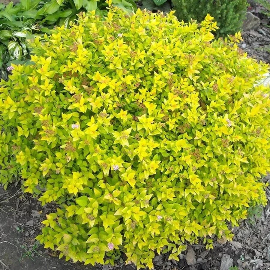 Спирея японская "Голдмаунд" Spiraea japonica 'Goldmound'