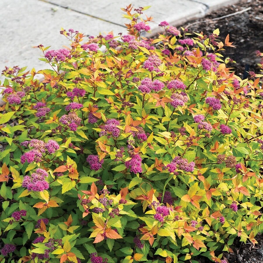 Спирея японская "Голден Принцесс" Spiraea japonica 'Golden Princess'