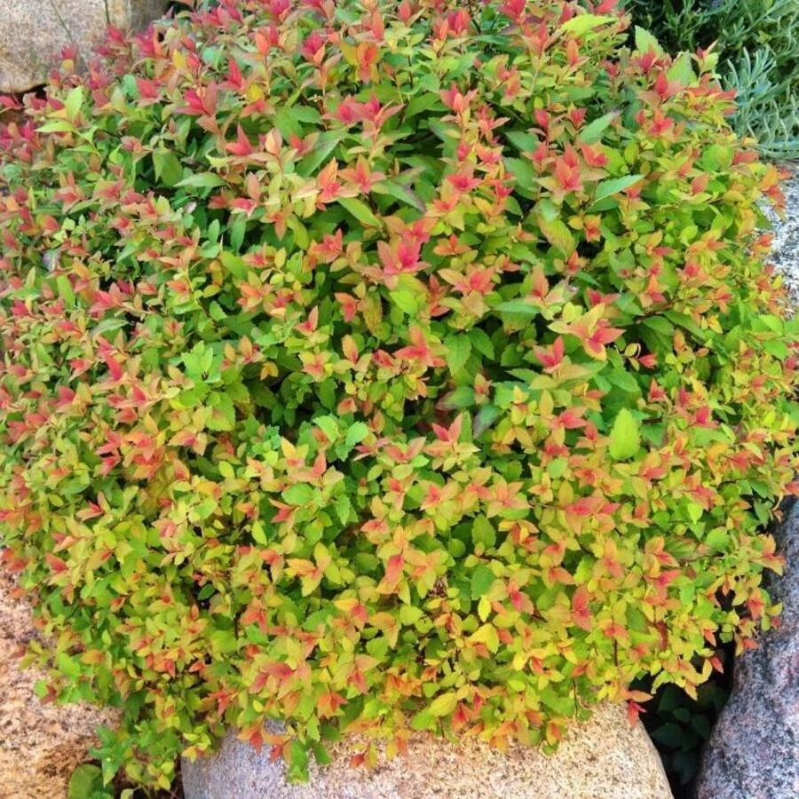 Спирея японская "Вальбума" ("Мейджик Карпет") Spiraea japonica 'Walbuma' ('Magic Carpet')