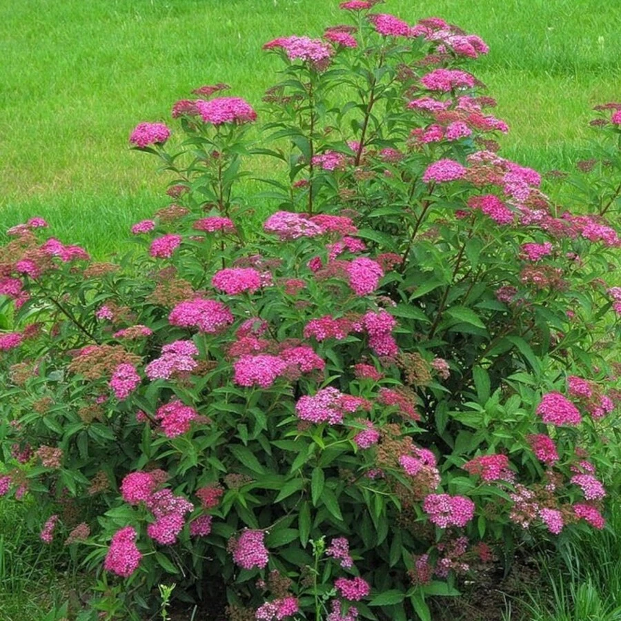 Спирея японская "Антони Ватерер" Spiraea japonica 'Anthony Waterer'