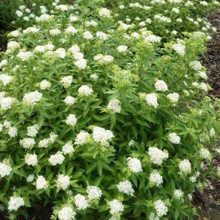 Спирея японская "Альбифлора" Spiraea japonica 'Albiflora'
