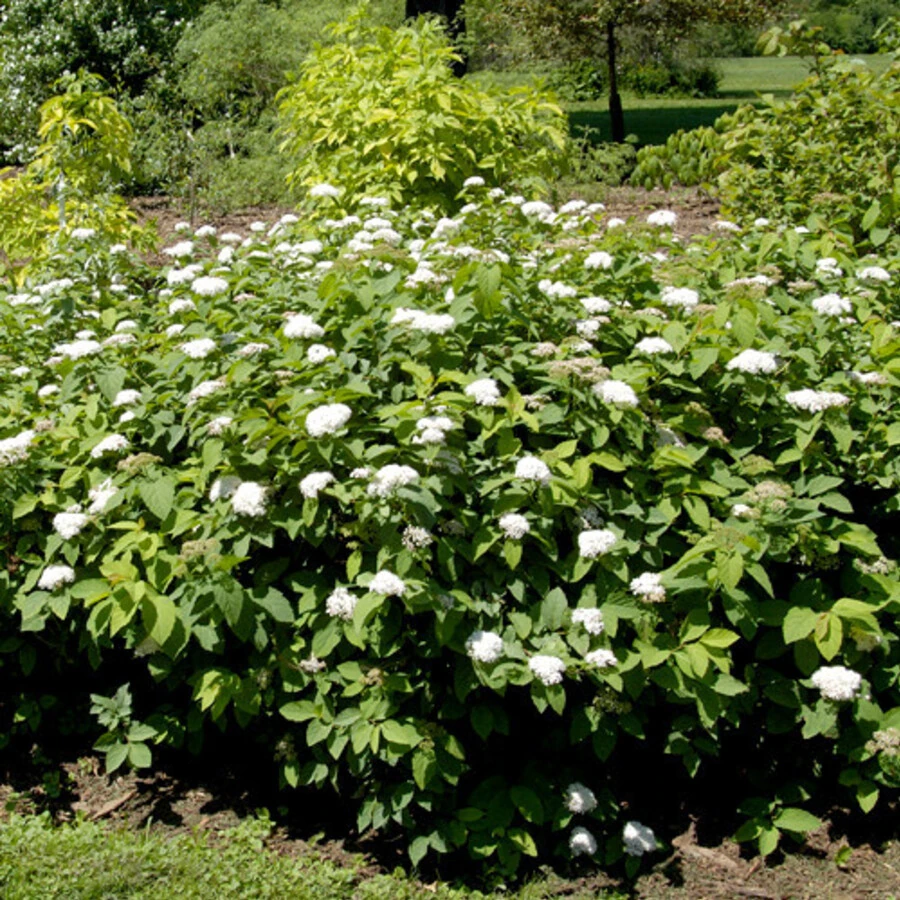 Спирея Фрича (Фришиана) Spiraea fritschiana
