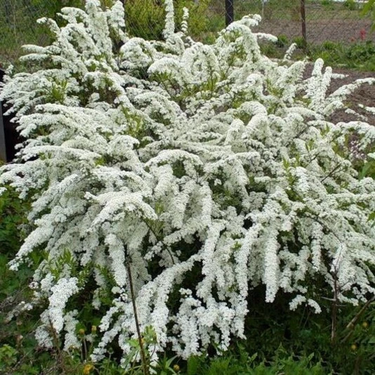 Спирея серая "Грефшейм" Spiraea cinerea 'Grefsheim'