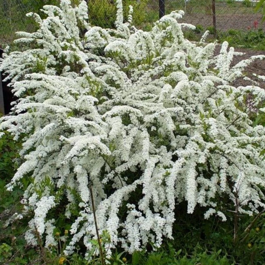 Спирея серая "Грефшейм" Spiraea cinerea 'Grefsheim'