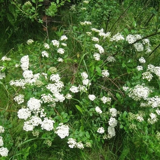 Спирея опушённоплодная Spiraea trichocarpa
