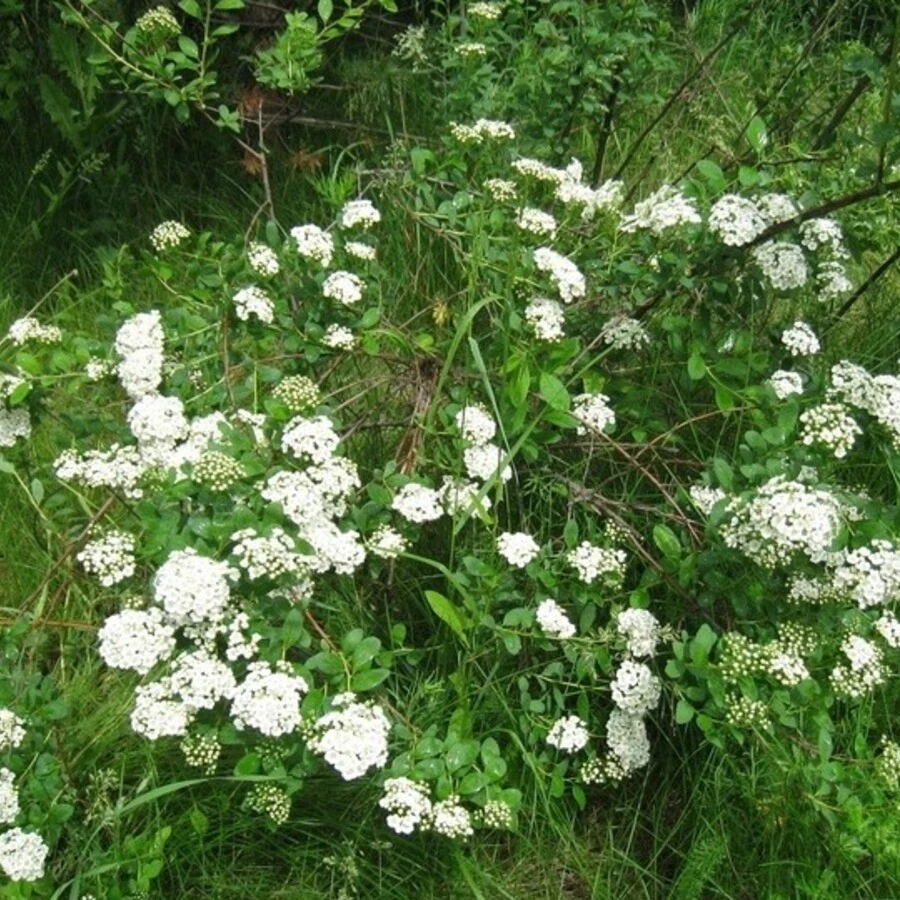 Спирея опушённоплодная Spiraea trichocarpa