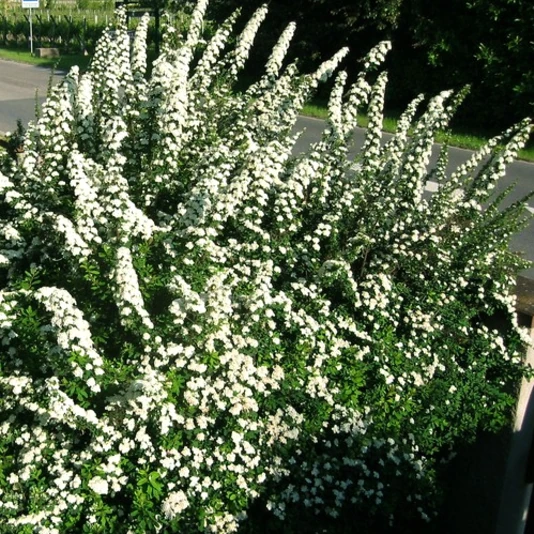 Спирея ниппонская "Сноумаунд" Spiraea nipponica 'Snowmound'