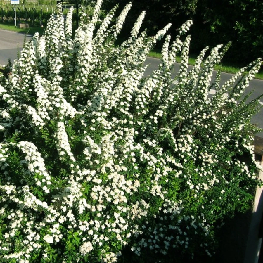 Спирея ниппонская "Сноумаунд" Spiraea nipponica 'Snowmound'