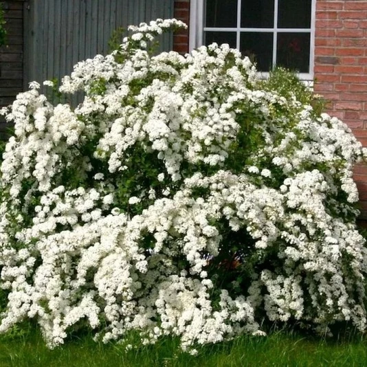 Спирея Вангутта Spiraea x vanhouttei