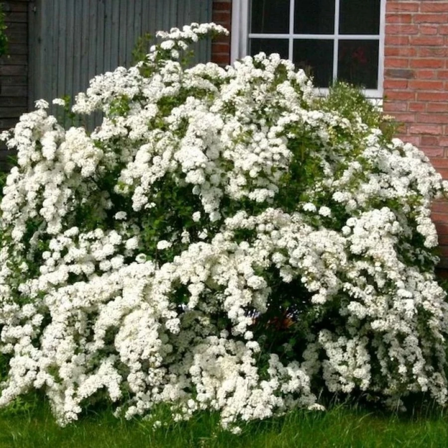 Спирея Вангутта Spiraea x vanhouttei