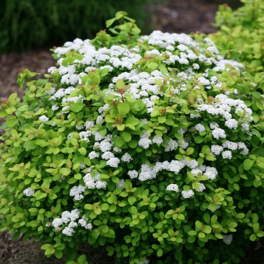 Спирея березолистная "Тор" Spiraea betulifolia 'Tor'
