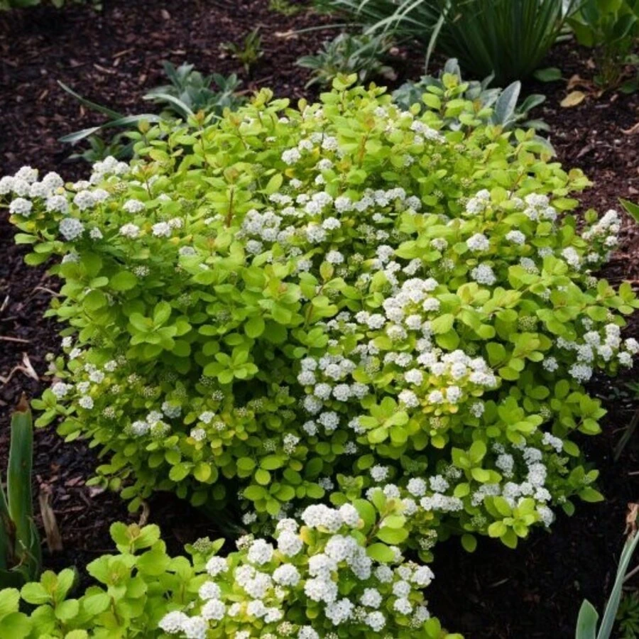 Спирея березолистная "Тор Голд" Spiraea betulifolia 'Tor Gold'