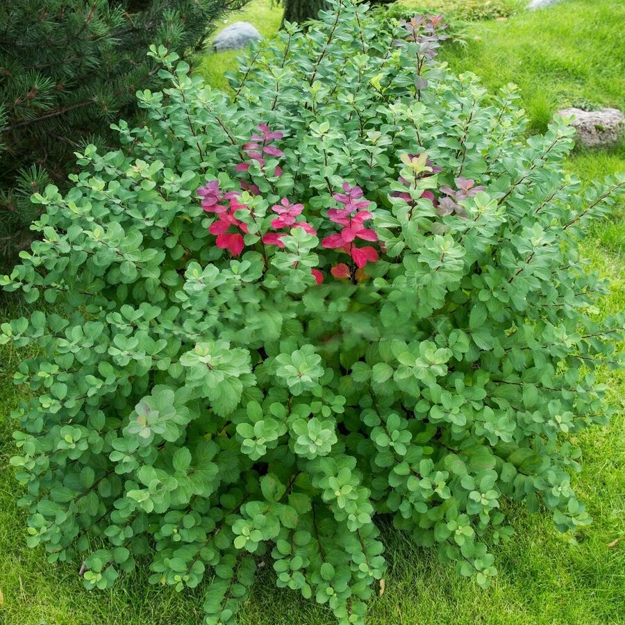 Спирея березолистная Spiraea betulifolia