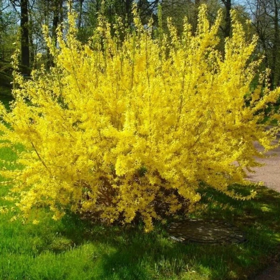 Форзиция средняя "Голдзаубер" Forsythia intermedia 'Goldzauber'