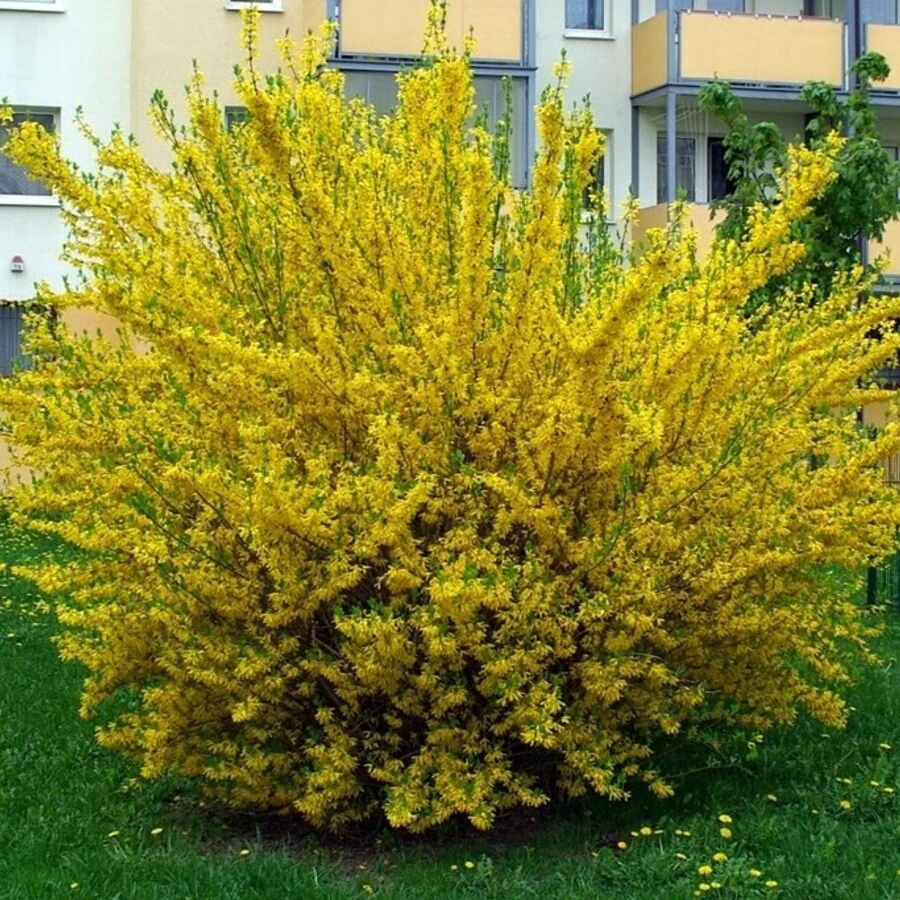 Форзиция промежуточная «Спектабилис» Forsythia x intermedia "Spectabilis"