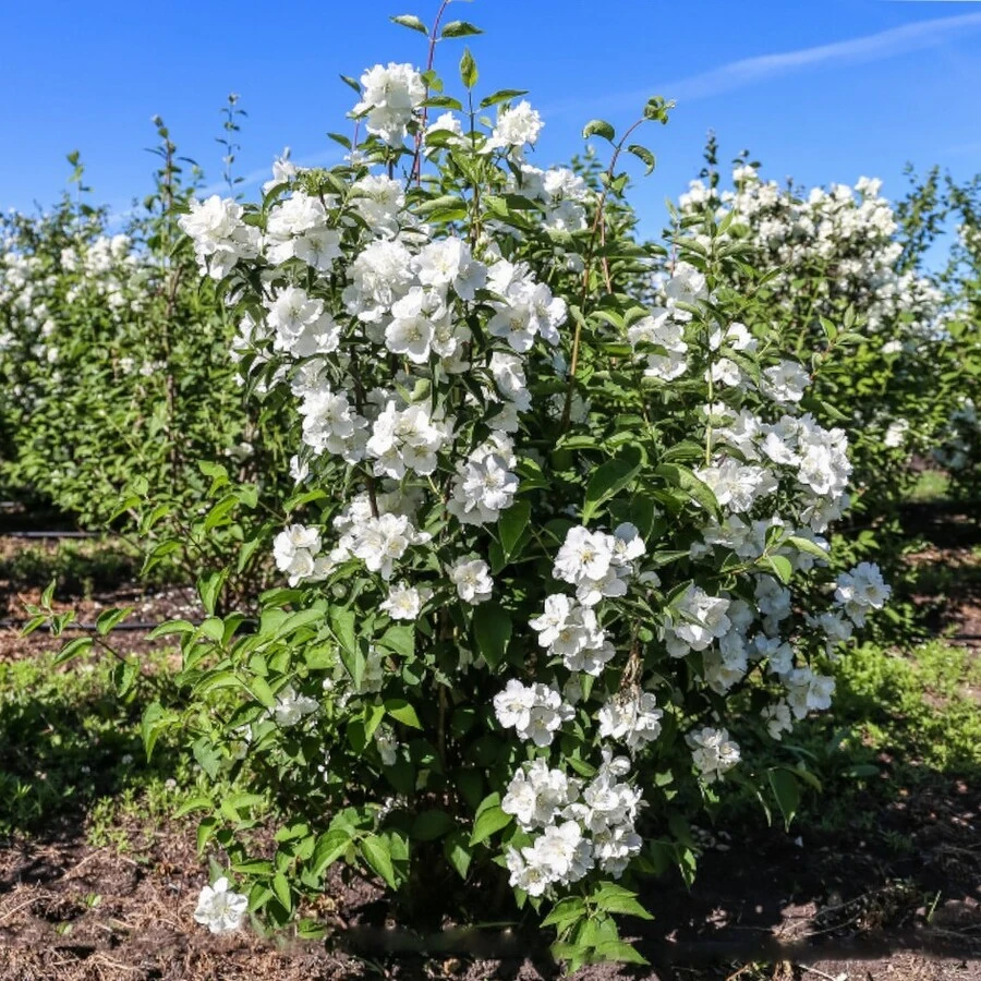 Чубушник Лемуана "Очарование" Philadelphus x lemoinei 'Enchantment'