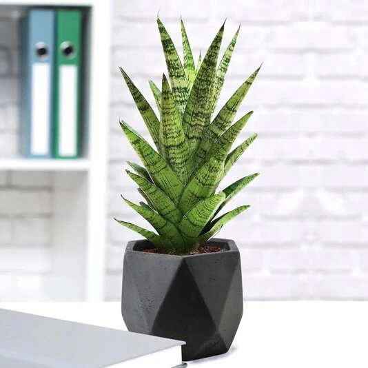 Сансевиерия Таф Леди Sansevieria Tough Lady