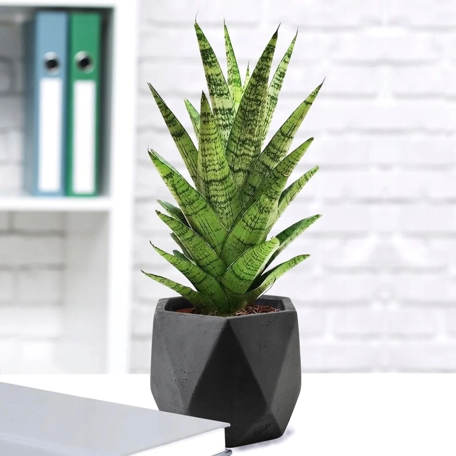 Сансевиерия Таф Леди Sansevieria Tough Lady