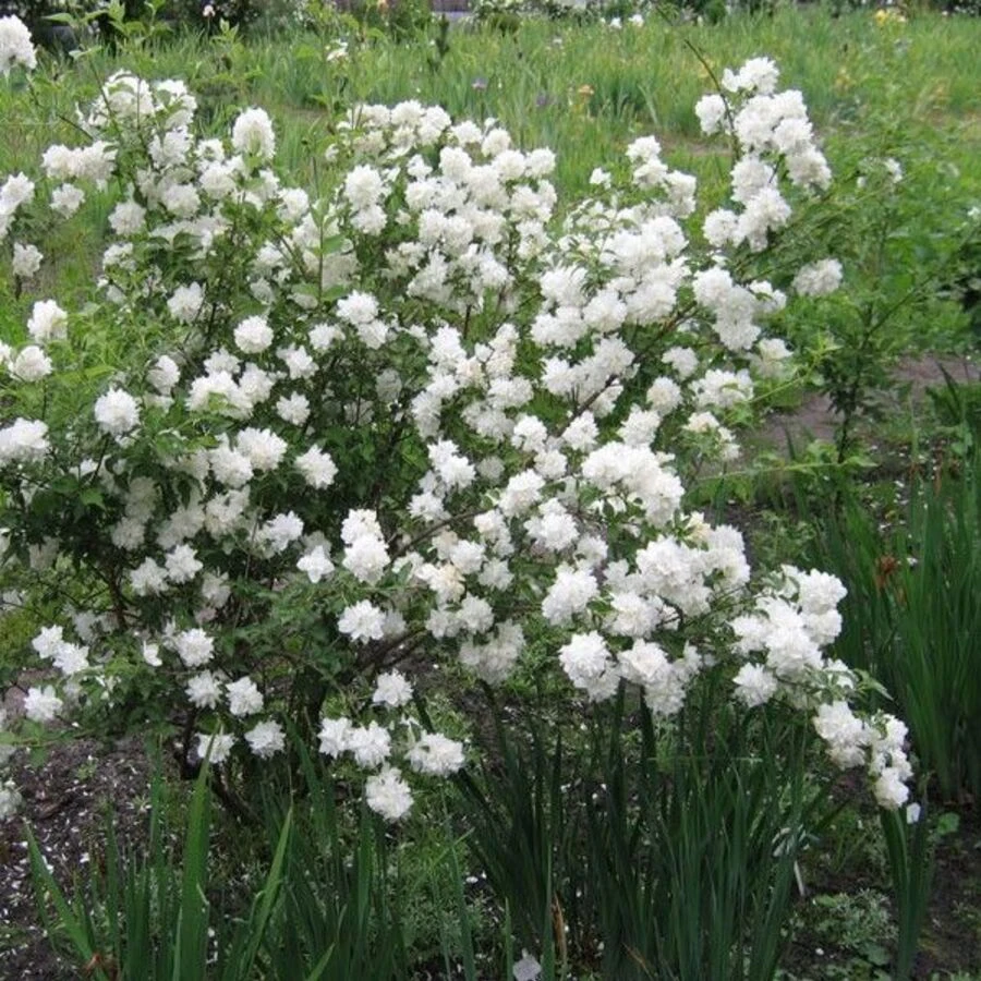 Чубушник венечный "Помпон" Philadelphus coronarius 'Pompon'