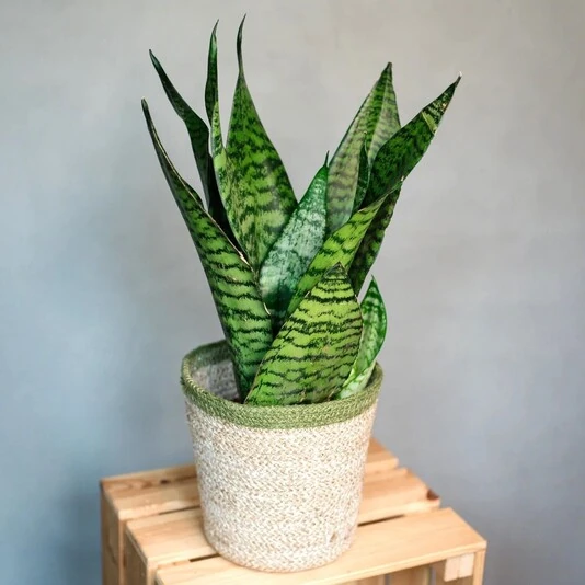Сансевиерия Супер Грин Sansevieria Super Green Decorum