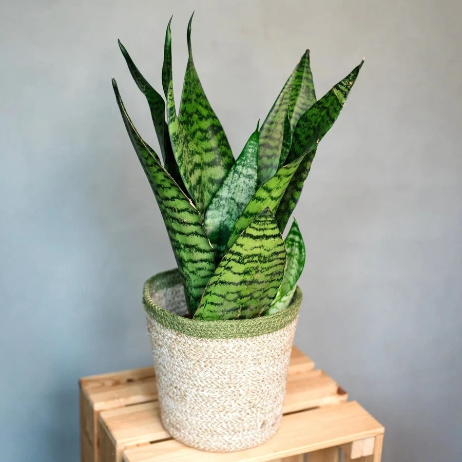 Сансевиерия Супер Грин Sansevieria Super Green Decorum