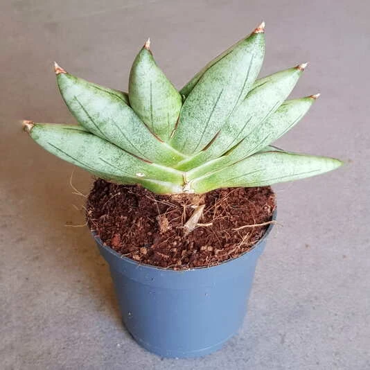 Сансевиерия Артистик Фан Sansevieria Artistic Fan