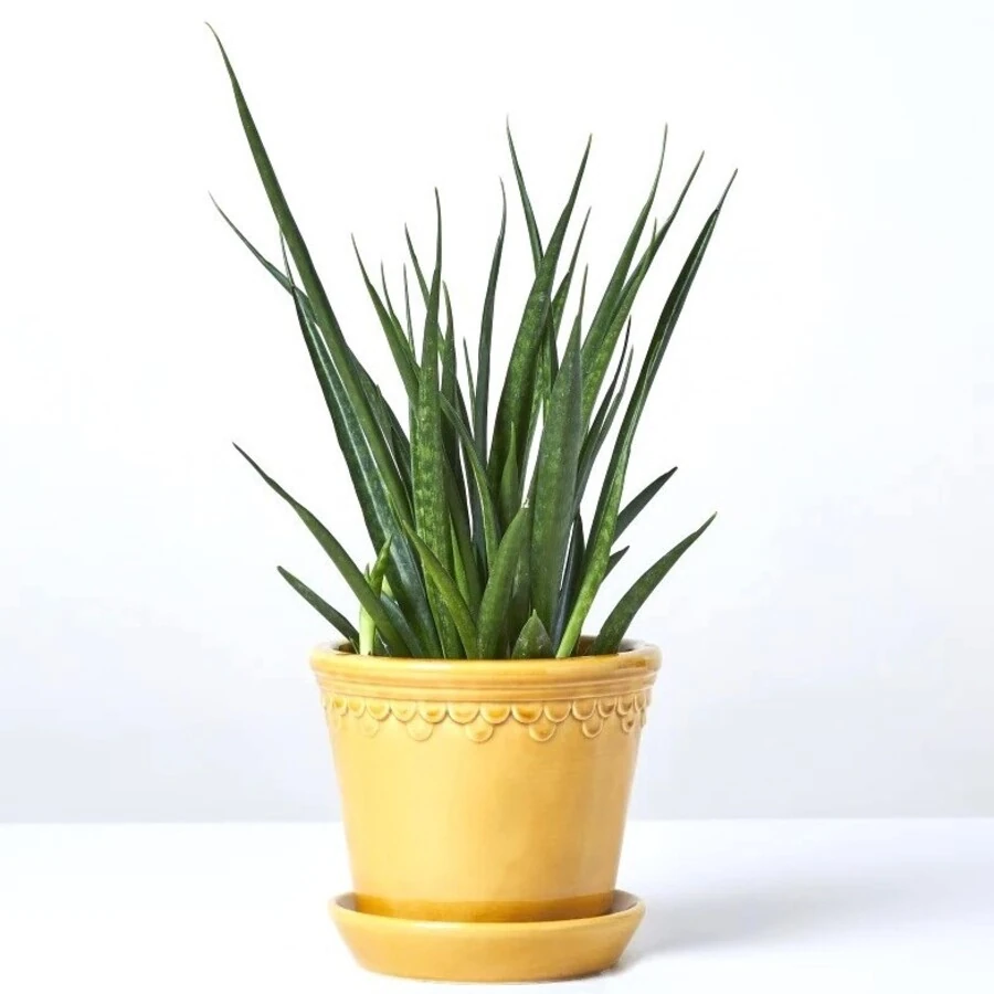 Сансевиерия Кирки Френдс Sansevieria Kirkii Friends