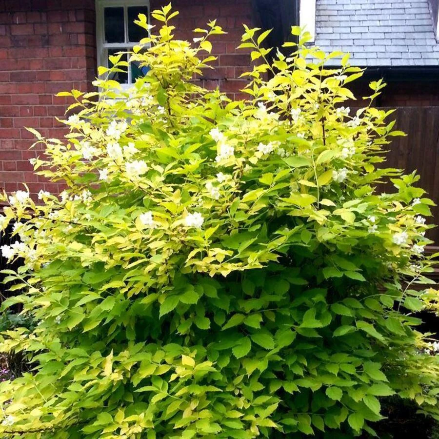 Чубушник венечный "Ауреа" Philadelphus coronarius 'Aurea'