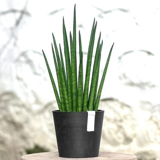 Сансевиерия  Микадо Sansevieria Mikado
