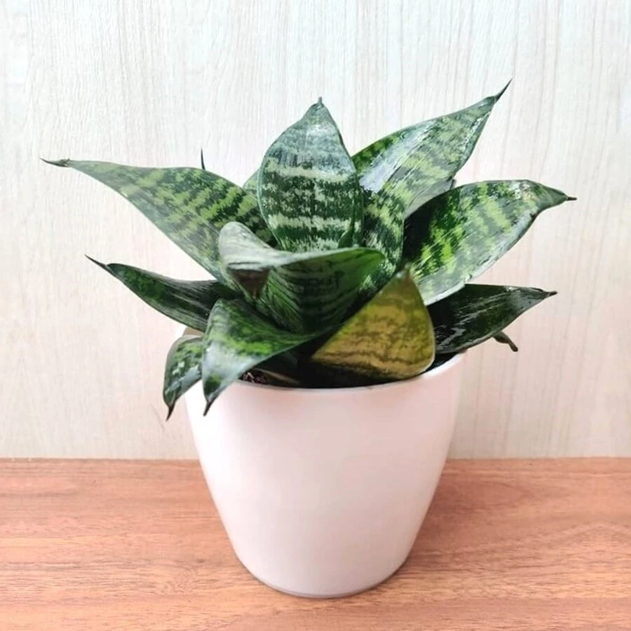 Сансевиерия Грин Ханни Sansevieria Green Hahnii