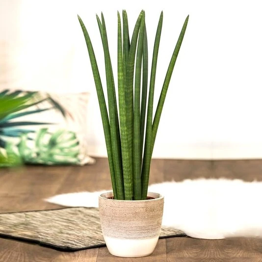 Сансевиерия Цилиндрика Спагетти Sansevieria Cylindrica Spaghetti