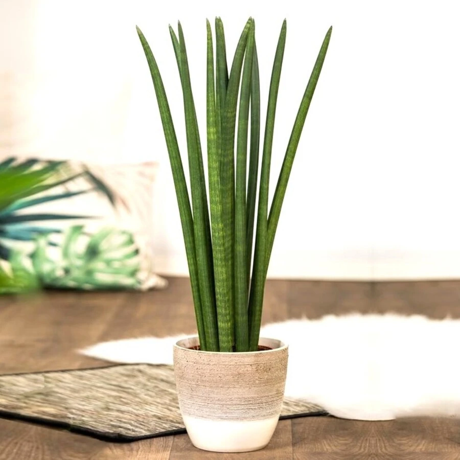 Сансевиерия Цилиндрика Спагетти Sansevieria Cylindrica Spaghetti
