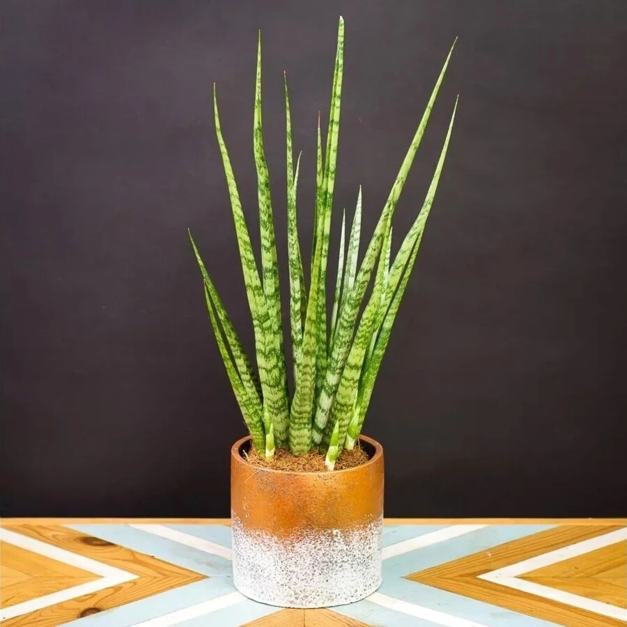 Сансевиерия Дигиторум Sansevieria Digitorum