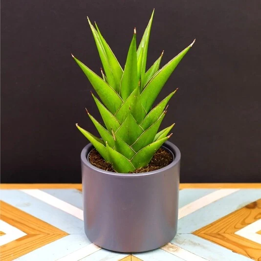 Сансевиерия Темпл Краун Sansevieria Temple Crown decorum