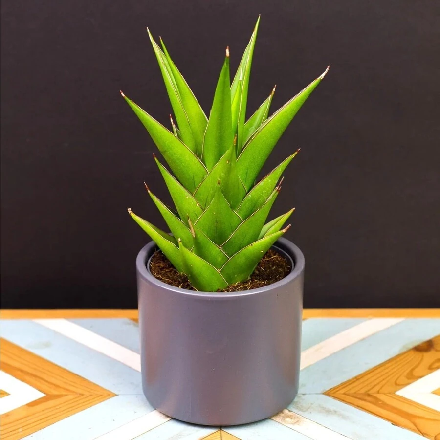 Сансевиерия Темпл Краун Sansevieria Temple Crown decorum
