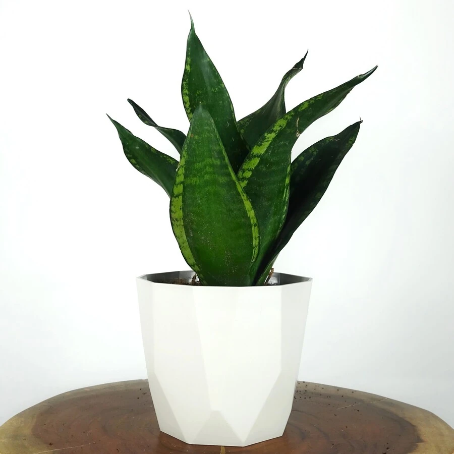 Сансевиерия Трифасциата Sansevieria Trifasciata 