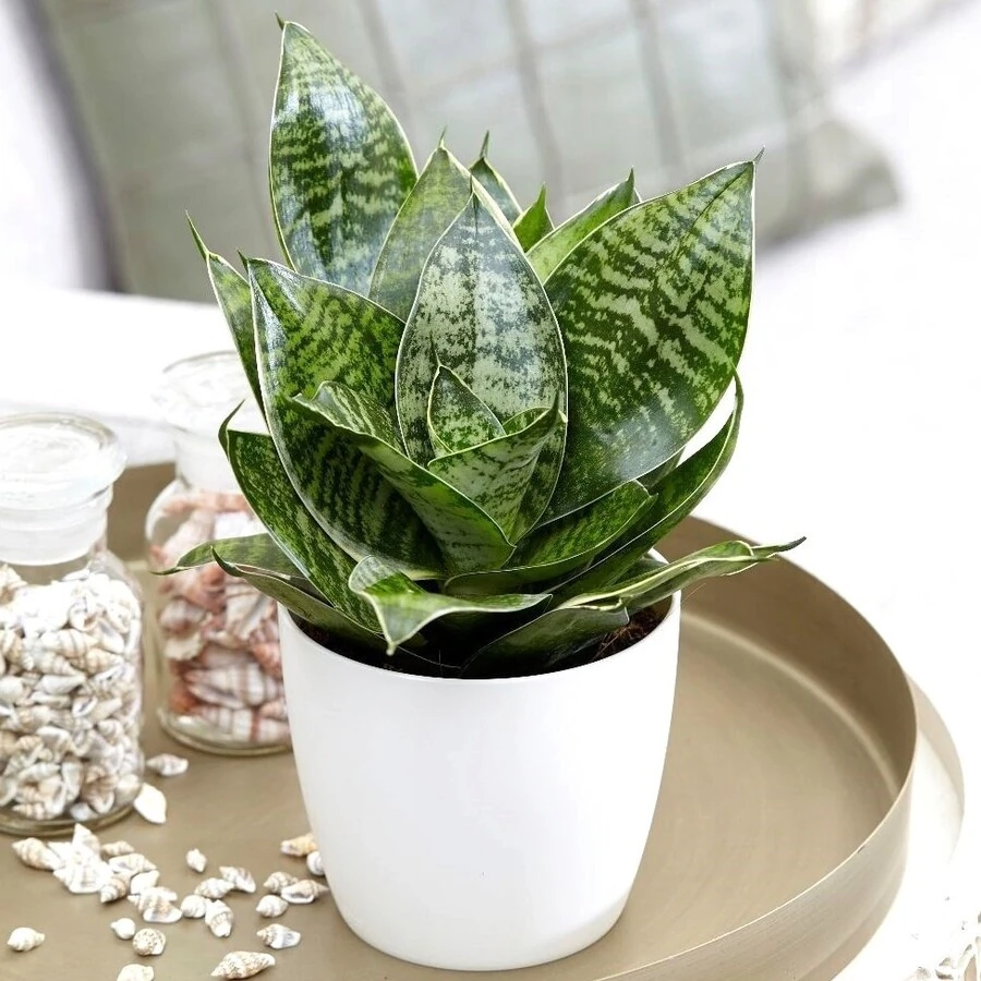Сансевиерия Ханни Джад мультиколор Sansevieria Hahnii Jade Multicolor