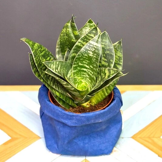 Сансевиерия Голден Эйдж Ханни Sansevieria Golden Edge Hahnii
