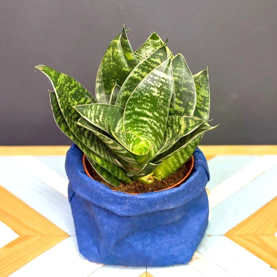Сансевиерия Голден Эйдж Ханни Sansevieria Golden Edge Hahnii