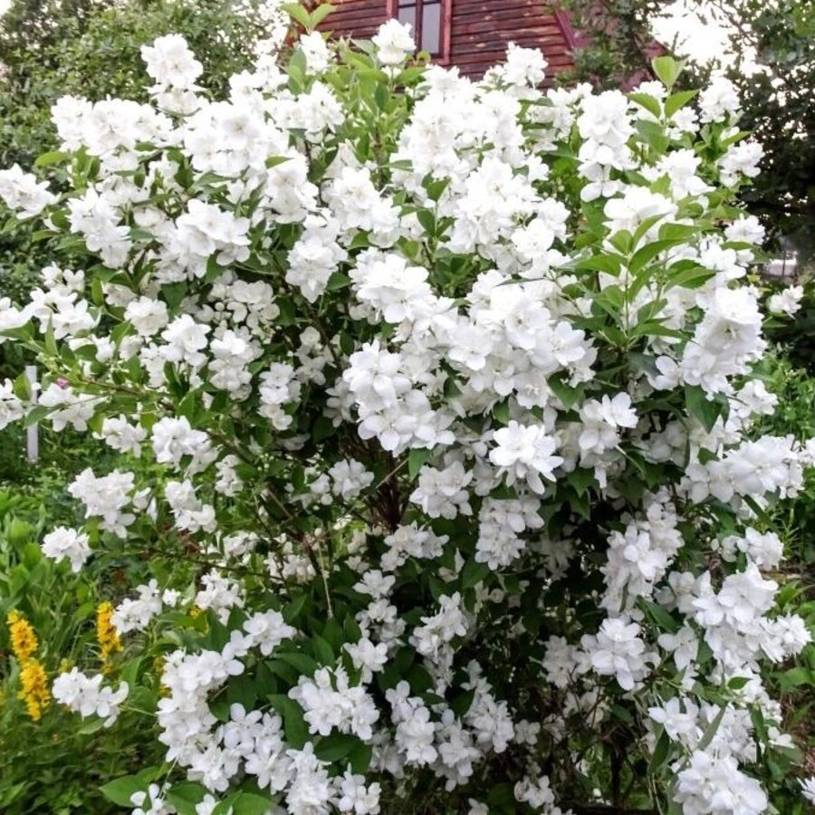 Чубушник "Эльбрус" Philadelphus sp.