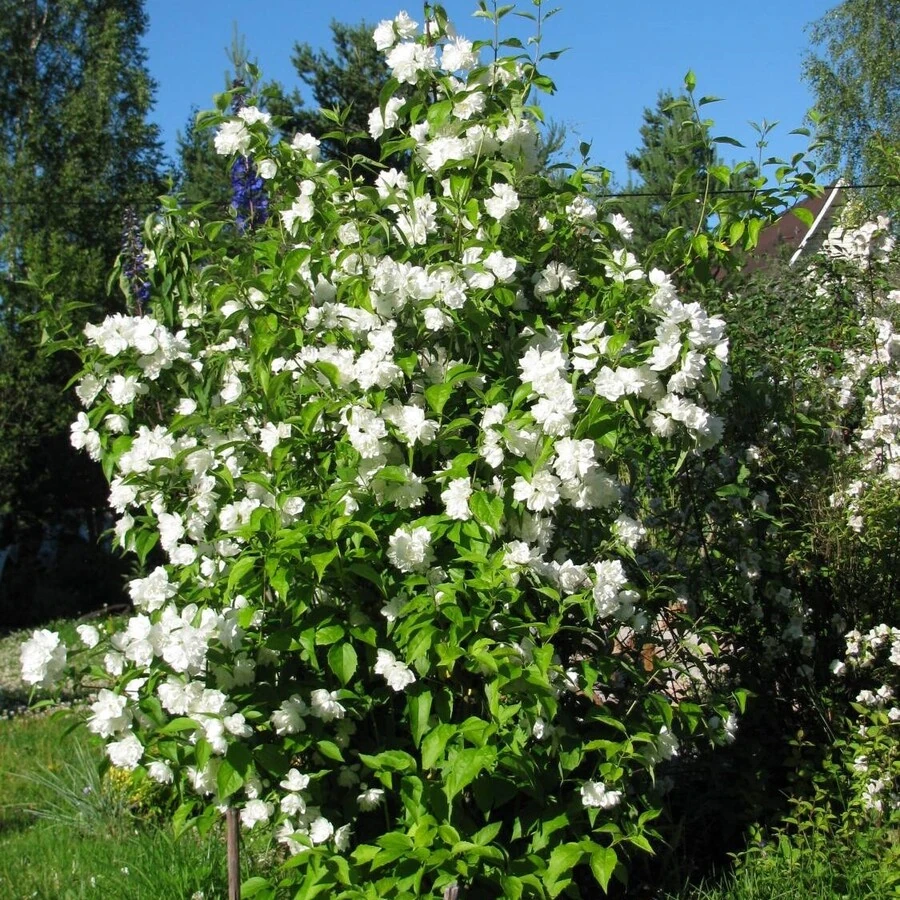 Чубушник "Память о Вехове" Philadelphus sp.