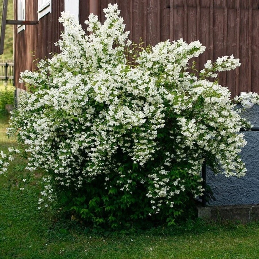 Чубушник "Мон Блан" Philadelphus 'Mont Blanc'