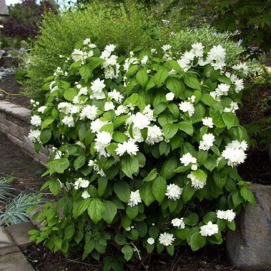 Чубушник "Миннесота Сноуфлейк" Philadelphus 'Minnesota Snowflake'