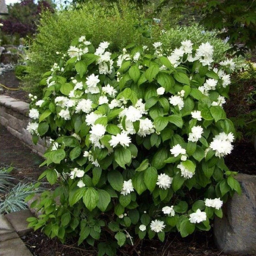 Чубушник "Миннесота Сноуфлейк" Philadelphus 'Minnesota Snowflake'
