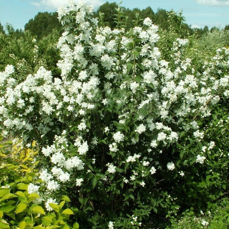 Чубушник "Комсомолец" Philadelphus "Komsomoletz"