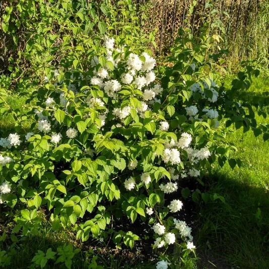 Чубушник "Казбек" Philadelphus sp.