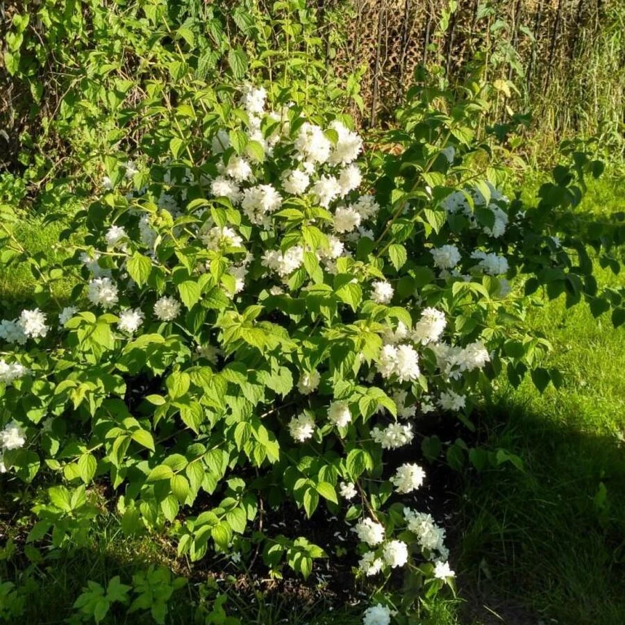 Чубушник "Казбек" Philadelphus sp.
